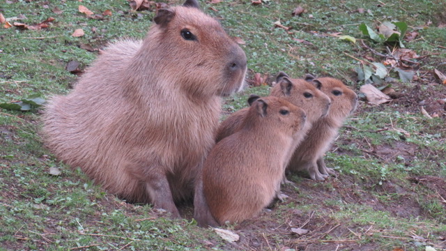 Capibara Familie