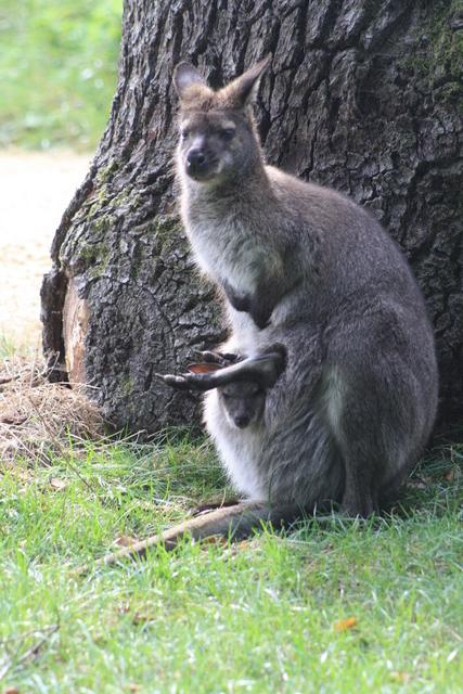 Känguru Mutter mit Baby ind er Bauchtasche