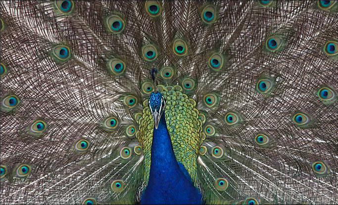 Pfau