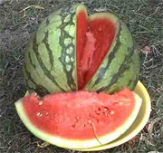 Melone