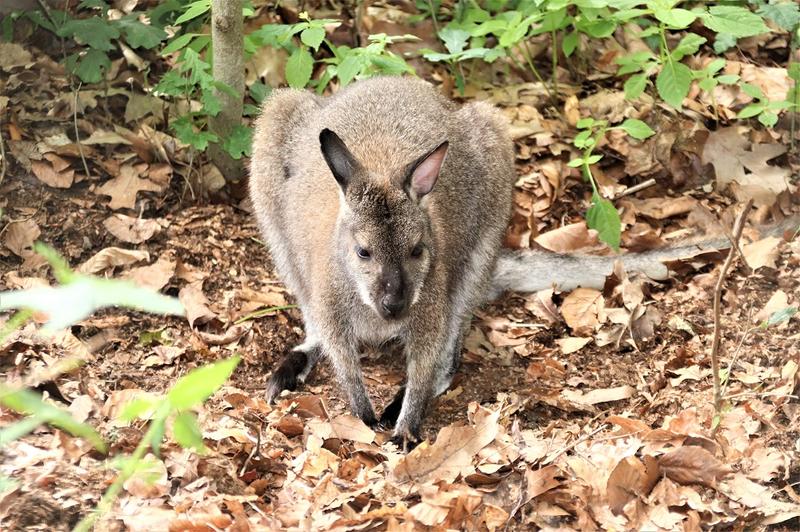 Känguru