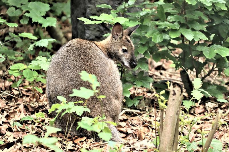 Känguru