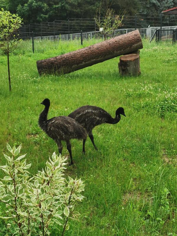 Emus
