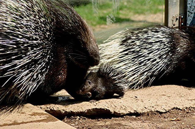 Stachelschwein mit Nachwuchs