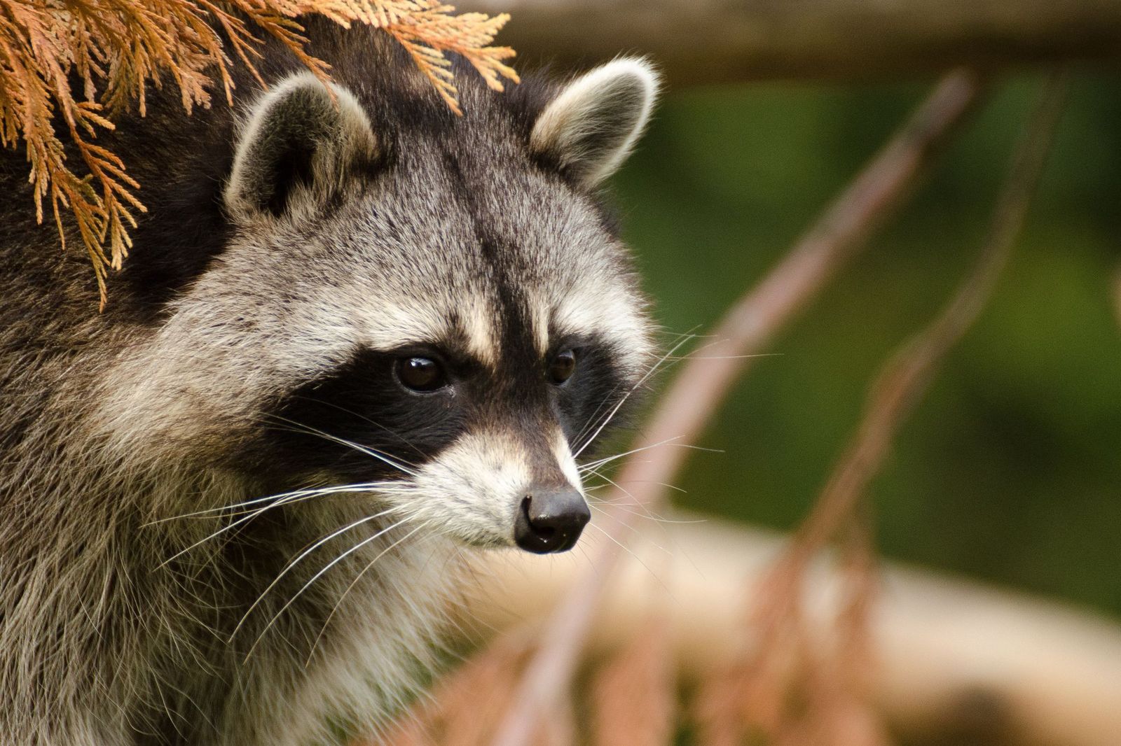 Tierpark - Die Tiere