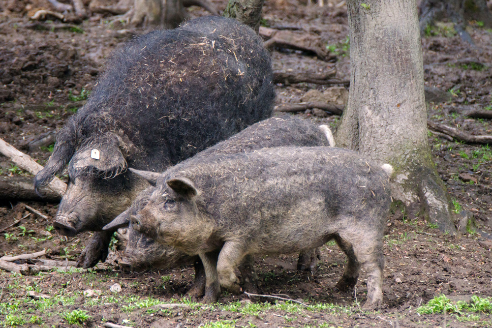 Wollschweine