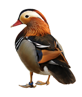 ente.png