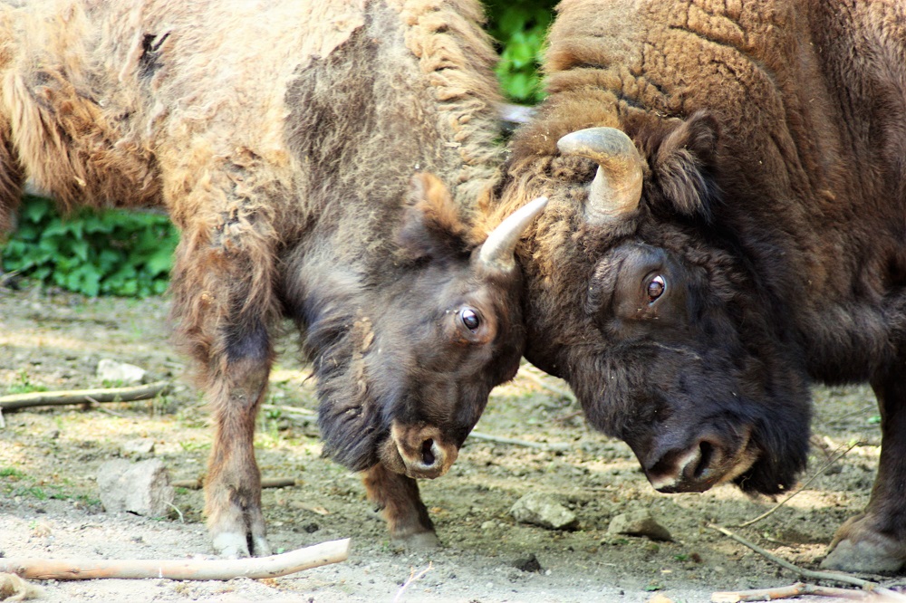 Wisent