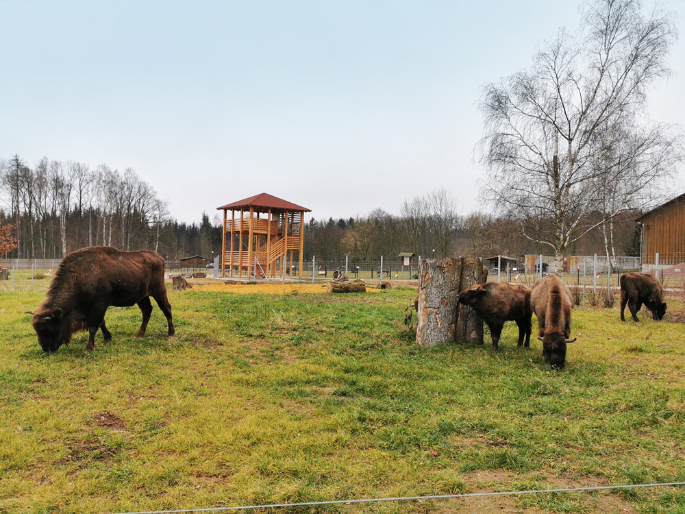 Neue Wisentanlage