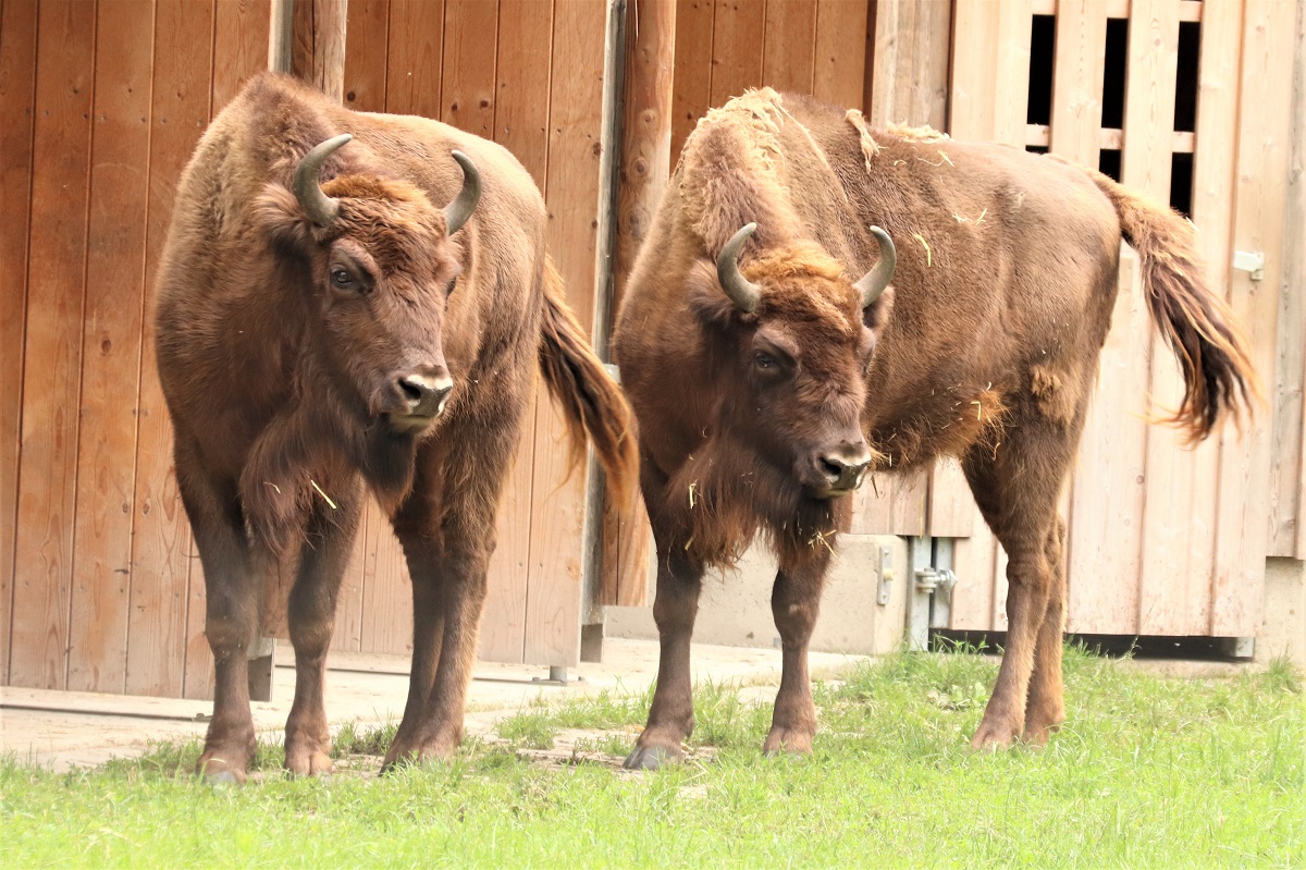 Wisent